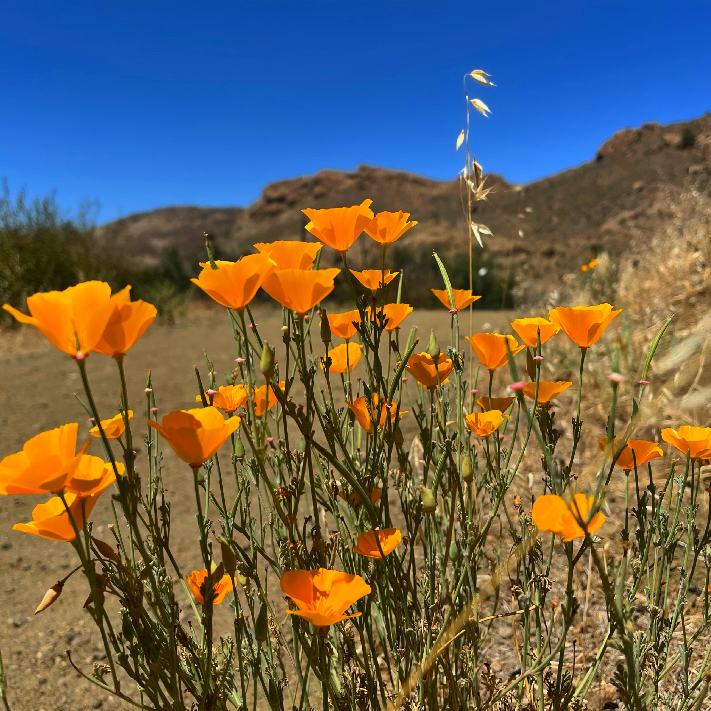 A wildflower with four silky, cup-shaped orange petals and fine blue-green foliage.